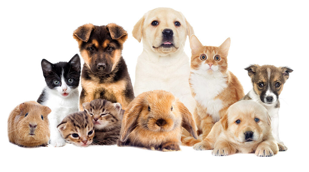 Dieren