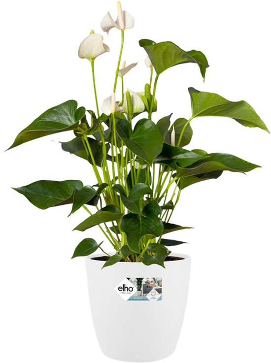 Elho Brussels Rond 25 Bloempot Wit